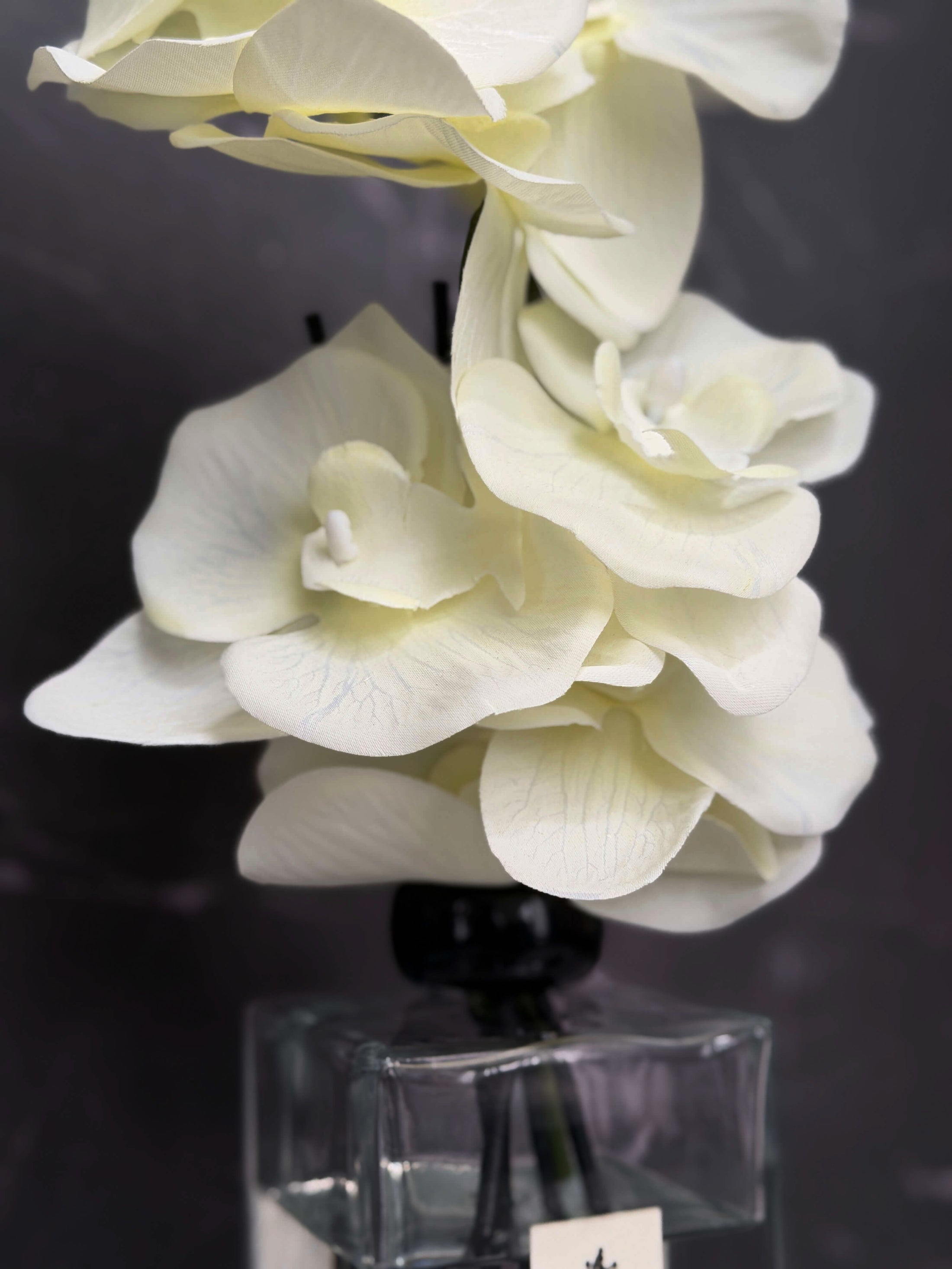 Veil In White (Signature Edition)